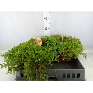 Portulaca   ...