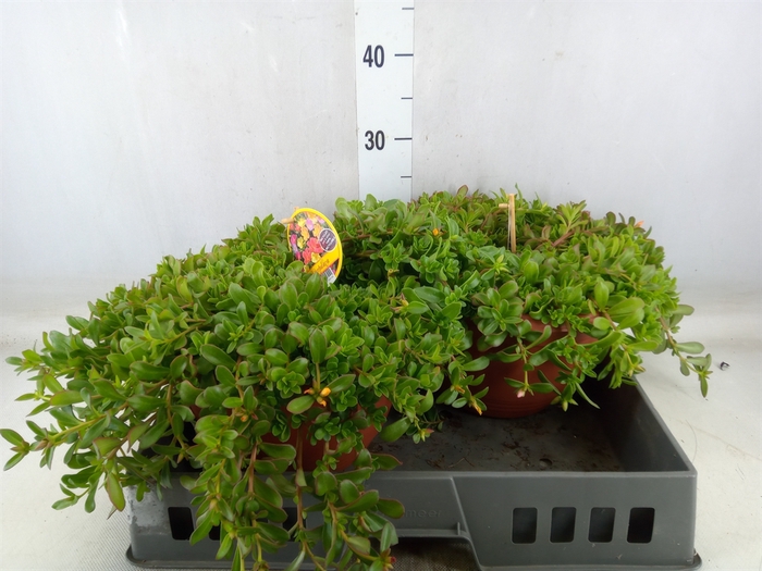 <h4>Portulaca   ...</h4>