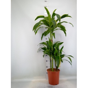 Dracaena fr de 'Art'