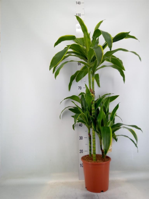 <h4>Dracaena fr de 'Art'</h4>
