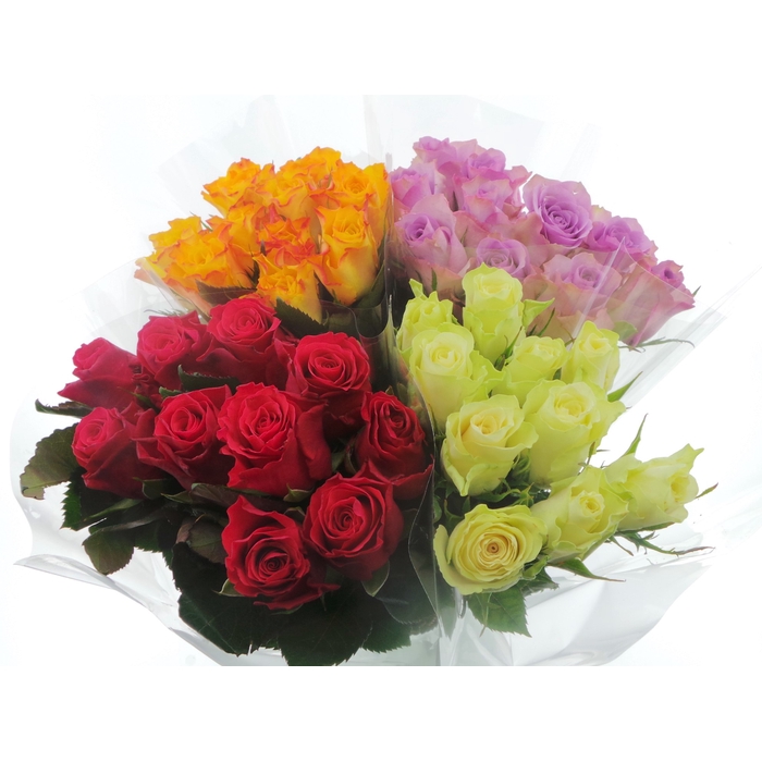 <h4>BQ Mono Rozen x10 mix 60cm</h4>