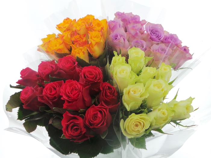 <h4>BQ Mono Rozen x10 mix 60cm</h4>