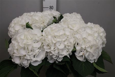 <h4>Hydr M Schneeball</h4>