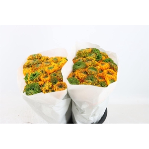 Ran Ponpon Ex Merlino