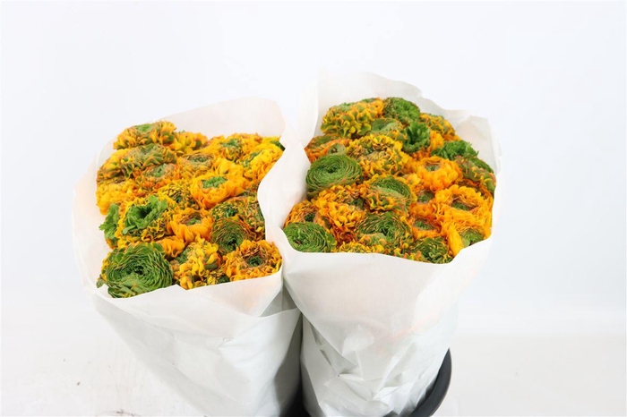 <h4>Ran Ponpon Ex Merlino</h4>