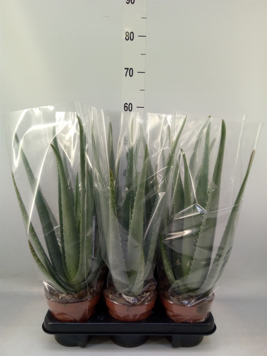 <h4>Aloe vera</h4>