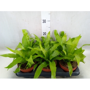 Asplenium antiquum