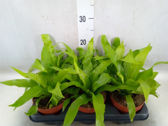 <h4>Asplenium antiquum</h4>
