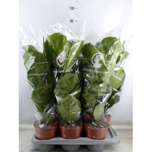 Ficus lyrata