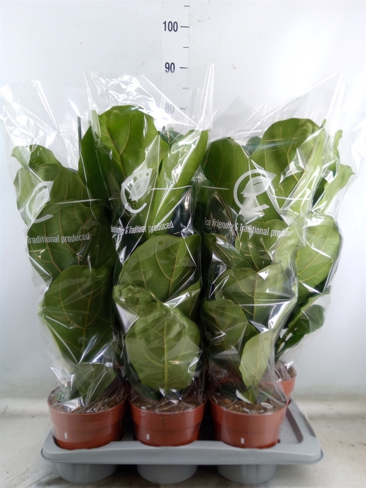 <h4>Ficus lyrata</h4>