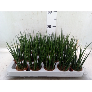 Sansevieria  'Fernwood'