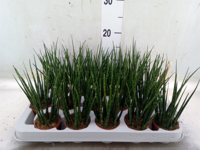 <h4>Sansevieria  'Fernwood'</h4>