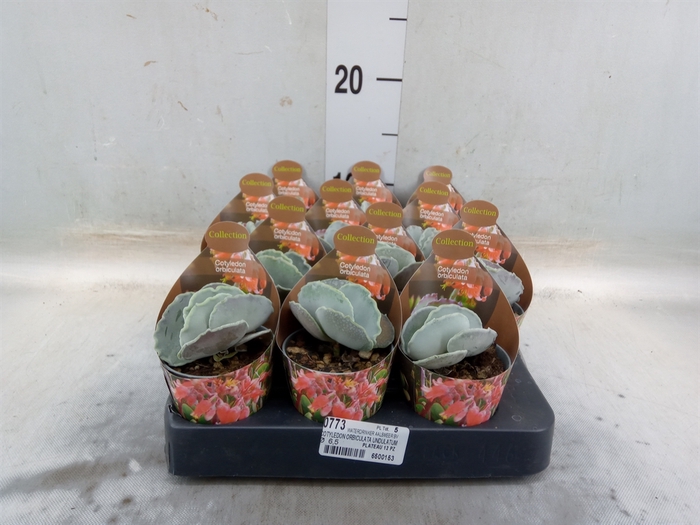 Cotyledon orbic. 'Picco Coins'