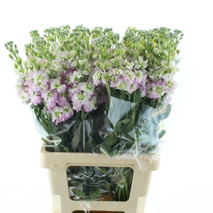 Matth Incana Iron White/pink