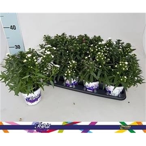 ASTER SHOWM GEM