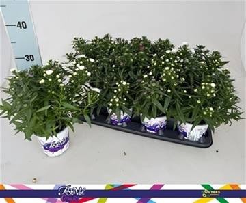 <h4>ASTER SHOWM GEM</h4>