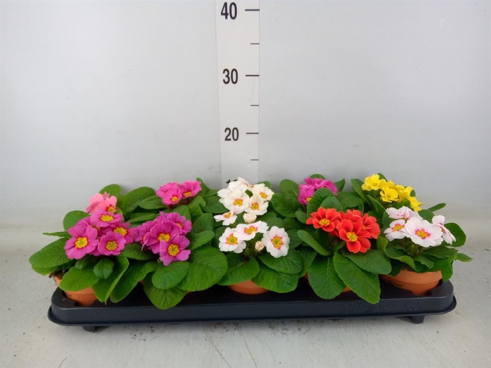 <h4>Primula ac.   ...</h4>