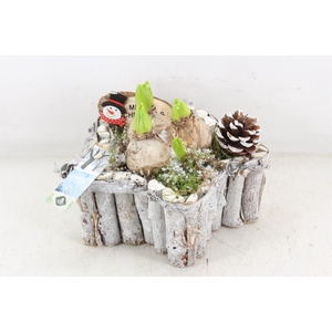 arr4 Hyacint JS - Hout ster white x3