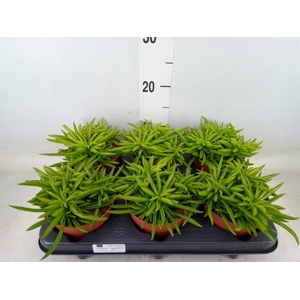 Peperomia ferreyrae 'Happy-Bean'