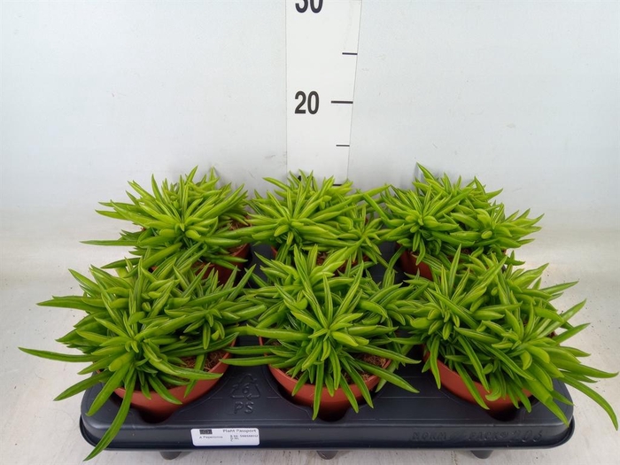 <h4>Peperomia ferreyrae 'Happy-Bean'</h4>