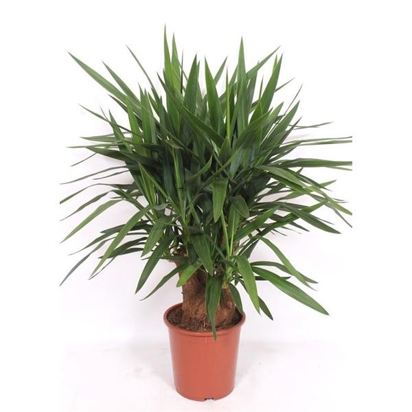 <h4>Yucca elephantipes 3+ armen</h4>