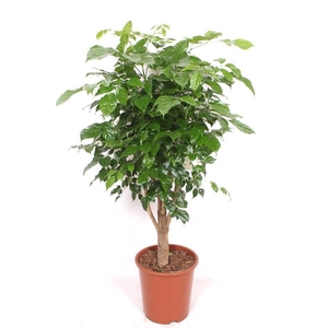 Radermachera hainanensis