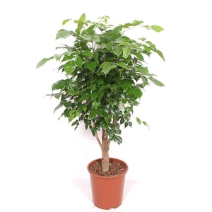 Radermachera hainanensis