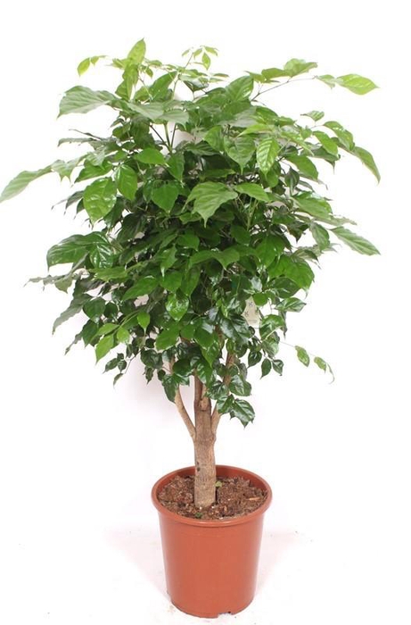 <h4>Radermachera hainanensis</h4>