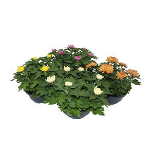 Deco Chrysant 5-6pp Mixlaag Schaal 23cm 5-6pp