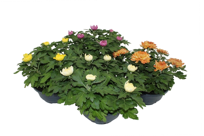 <h4>Deco Chrysant 5-6pp Mixlaag Schaal 23cm 5-6pp</h4>