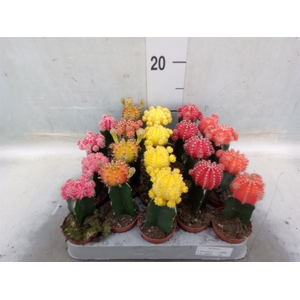 Gymnocalycium mihanov. 'Japan'  mix