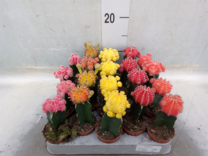 <h4>Gymnocalycium mihanov. 'Japan'  mix</h4>