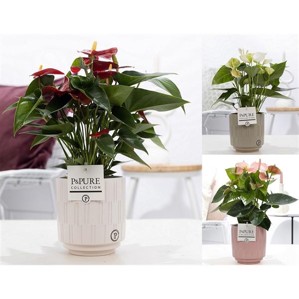 <h4>Anthurium mix in P&PURE Tess 2 cer. ass. 3</h4>