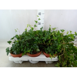 Hedera helix 'Shamrock'