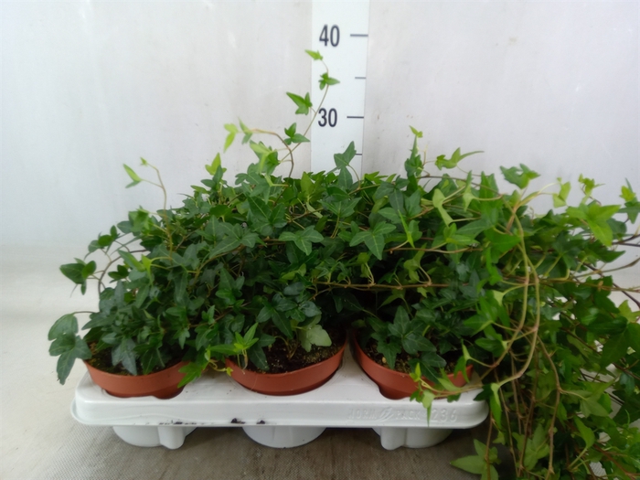 <h4>Hedera helix 'Shamrock'</h4>