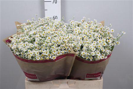 <h4>Tana Pa Cameron</h4>