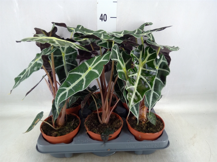 <h4>Alocasia amazonica 'Polly'</h4>