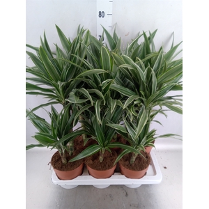 Dracaena fr de 'Warneckei'