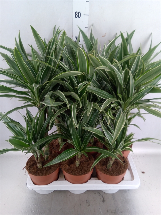 <h4>Dracaena fr de 'Warneckei'</h4>