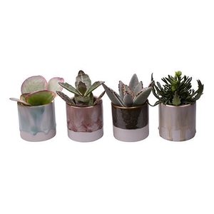 KALANCHOE MIX P6 L 65403