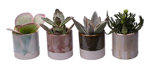 <h4>KALANCHOE MIX P6 L 65403</h4>