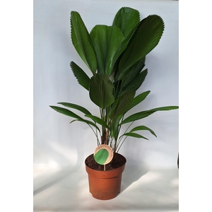 Licuala Grandis 29 cm kweekpot terracotta