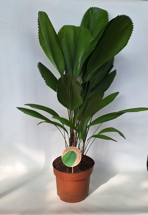 <h4>Licuala Grandis 29 cm kweekpot terracotta</h4>