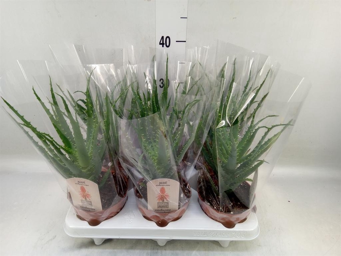 <h4>Aloe arborescens</h4>