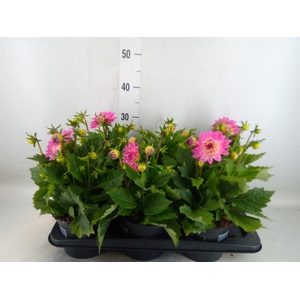 Dahlia  'Dahlinova Hypnot Lavender'