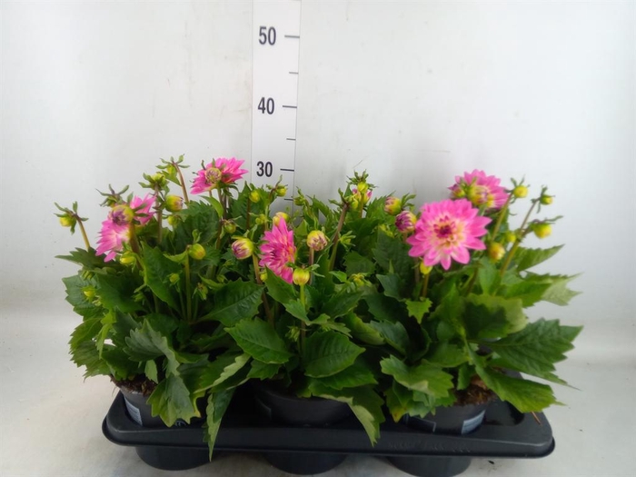 <h4>Dahlia  'Dahlinova Hypnot Lavender'</h4>