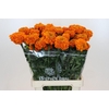 Tagetes Marigold Promise Orange