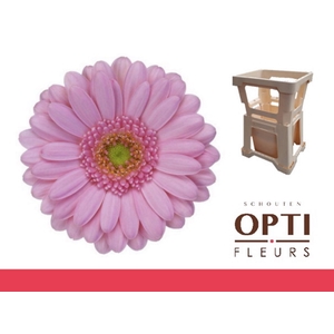 Germini Kimsey Water