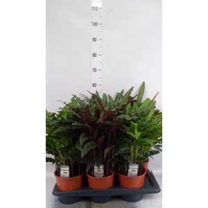 Calathea   ...mix