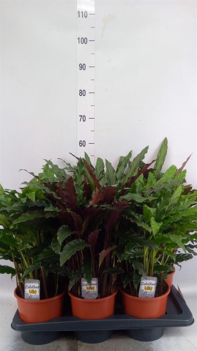 <h4>Calathea   ...mix</h4>
